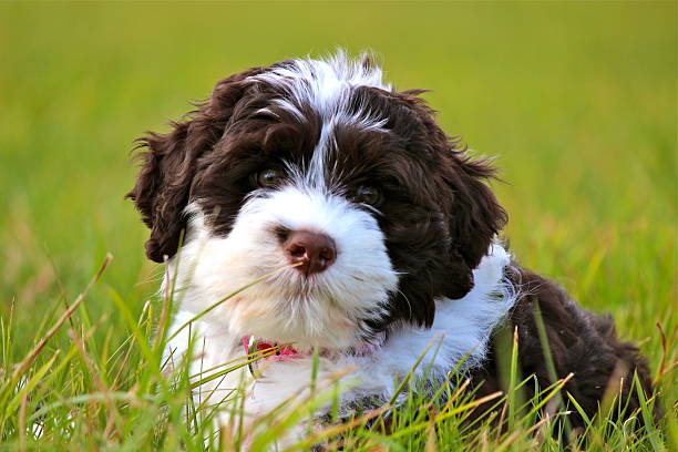 Young Portuguese Water Dog Puppy lies in grass stock photo