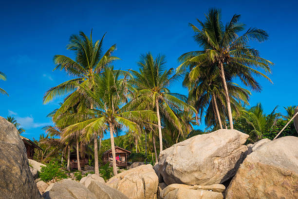 istock Sea and coconut palm  on rocky beach 476982162