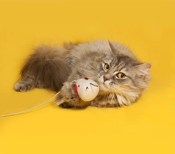 istock Gray fluffy cat with toy lies on yellow 476982202