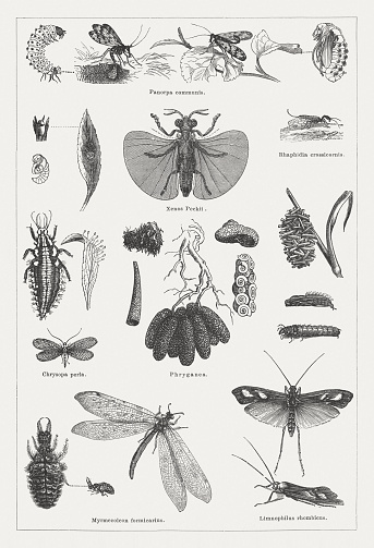 Net-winged insects (Neuropteran): Scorpionfly (Panorpa communis, top row: larva, egg-laying females, male, cocoon); Twisted-wing parasite (Strepsiptera, Xenos Peckii, female), Phaeostigma major (Raphidia crassicornis, or Magnoraphidia); Green Lacewing (Chrysopa perla, left row: cocoon with eggs, larva, eggs on a leaf); Phrygaena, varios cocoons; Antlion (Ant-Lion, Myrmecoleon formicarius) with larva; Limnophilus rhombicus (right row: cocoon, pupa, larva, fully developed insect). Woodcut engraving, published in 1877.