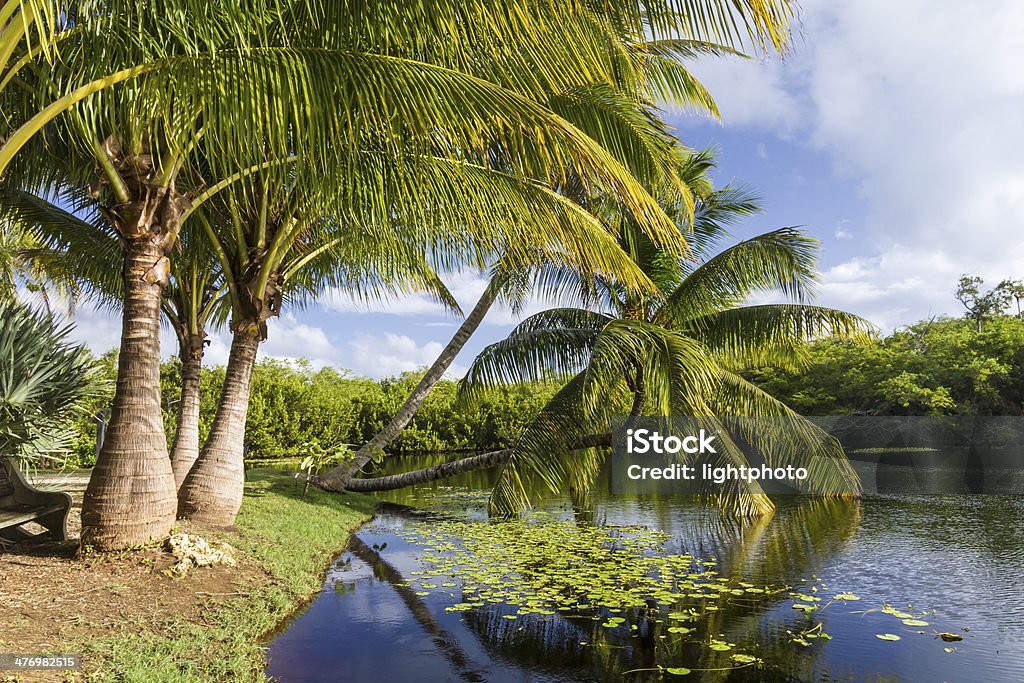 Palm Trees Taking a Dip Palm trees beside a pond a pond in Queen Elizabeth II Botanic Park on Grand Cayman, Cayman Islands Botanical Garden Stock Photo