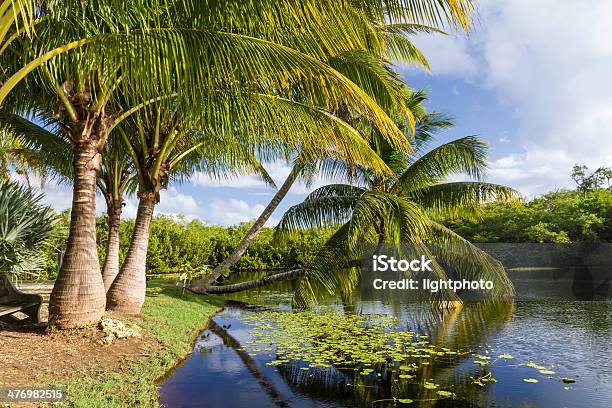 Palm Trees Taking A Dip Stock Photo - Download Image Now - Botanical Garden, Caribbean, Cayman Islands