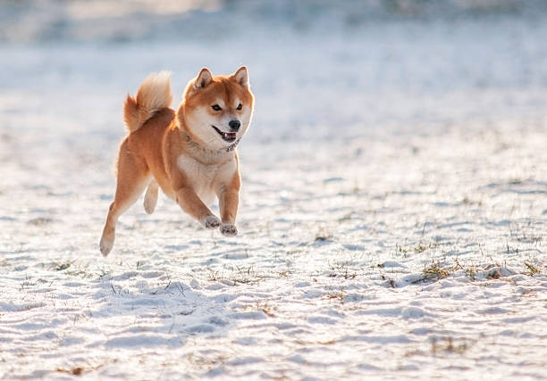 salito shiba-inu cane sulla neve - muscolo animale foto e immagini stock