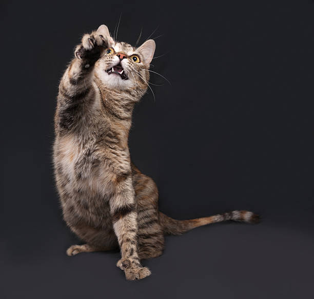 istock Tricolor striped cat playing on dark gray 476983292