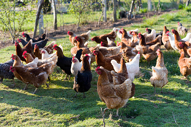 бесплатный набор поиск пищи chickens на органической ферме - brown chicken стоковые фото и изображения