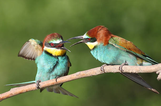 유럽벌잡이새 (merops apiaster)-커플 - bee eater colorful bird beautiful bird animal 뉴스 사진 이미지