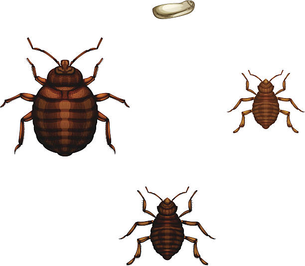 Как выглядят клопы рисунок