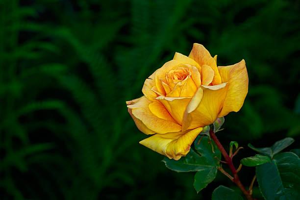 istock Beautiful Rose in Full Blossom 476987138
