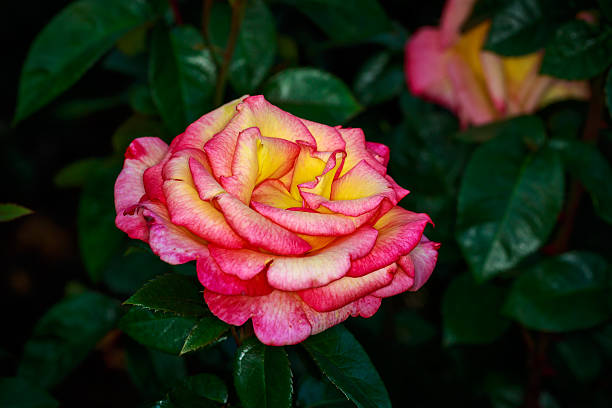istock Beautiful Rose in Full Blossom 476987222