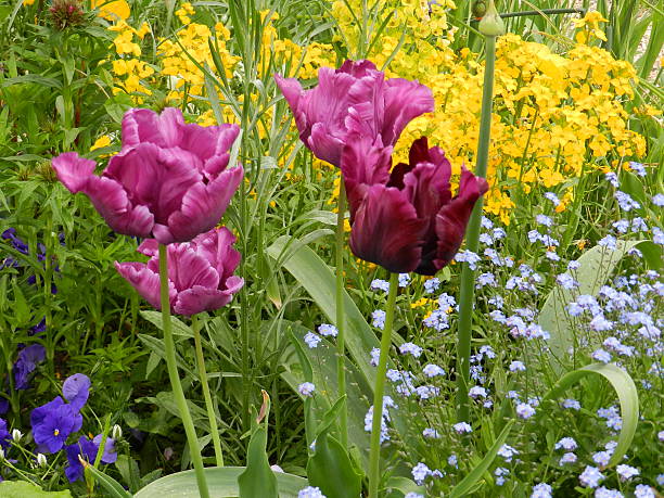 Flowers in Monet's Garden A bed of flowers in Claude Monet's garden in Giverny, France. May 2013 giverny stock pictures, royalty-free photos & images