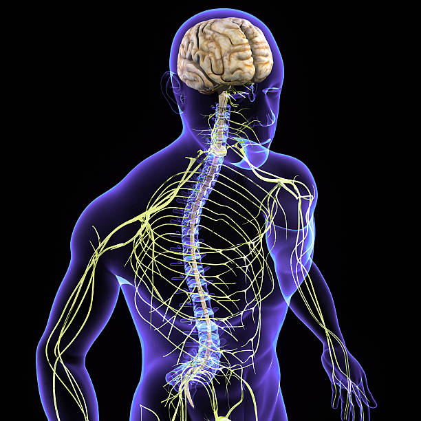 doenças do sistema nervoso - motor neuron imagens e fotografias de stock