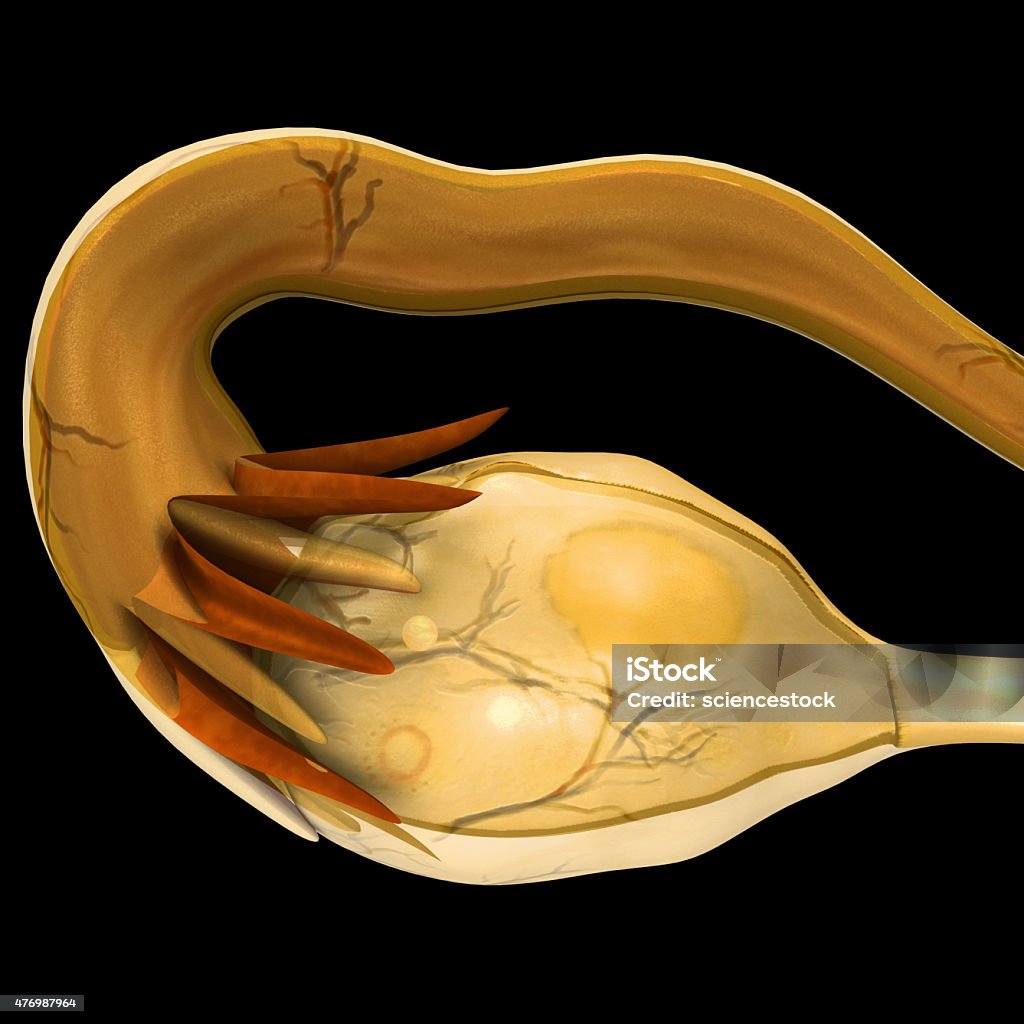 Female ovary The ovary (From Latin: ovarium, literally "egg" or "nut") is an ovum-producing reproductive organ, often found in pairs as part of the vertebrate female reproductive system. Ovaries in female individuals are analogous to testes in male individuals, in that they are both gonads and endocrine glands. Although ovaries occur in a wide variety of animals, both vertebrate and invertebrate, this article is primarily about ovaries in humans. 2015 Stock Photo