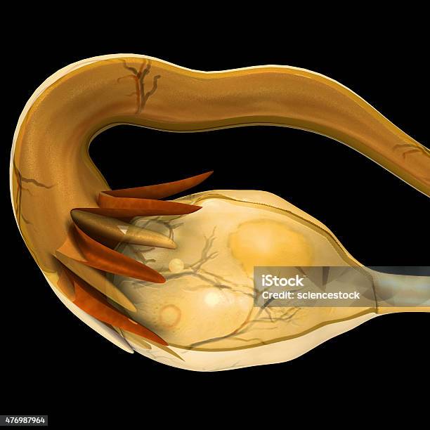 Female Ovary Stock Photo - Download Image Now - 2015, Anatomy, Artificial Insemination