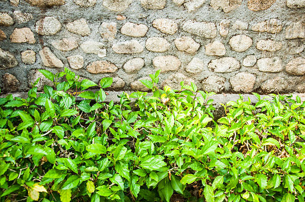 istock Wall round stone rock and green plant 476988188