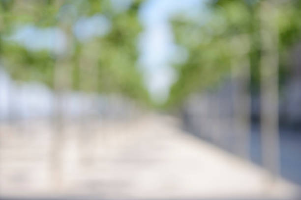 Defocused high res photograph of aa avenue with small trees on both sides and blue sky, shot with a 180mm lens and full-frame DSLR.