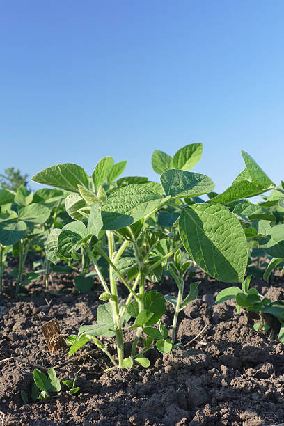istock Agriculture, soybean plant in field 476989404
