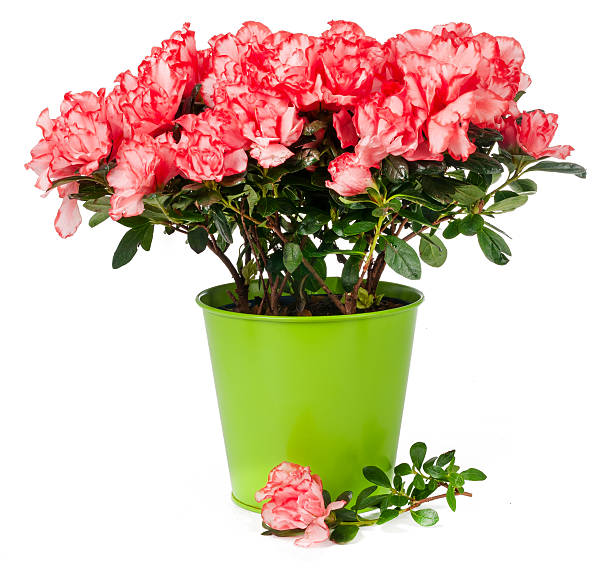 アザレアのポット絶縁 - azalea flower pot rhododendron isolated ストックフォトと画像