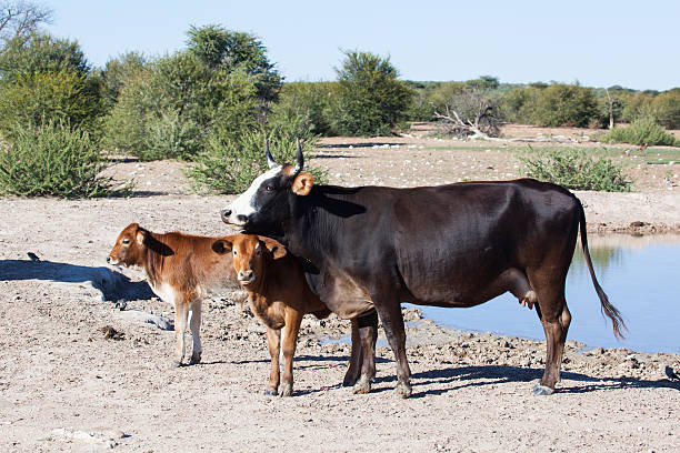african cows stock photo