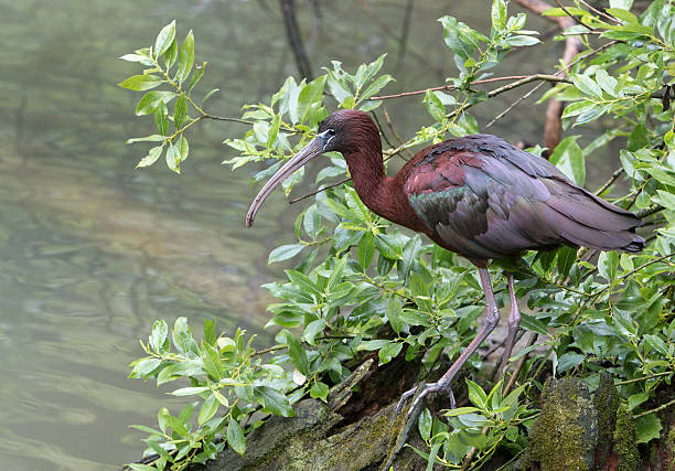 光沢のあるアイビス（plegadis falcinellus - glossy ibis ストックフォトと画像