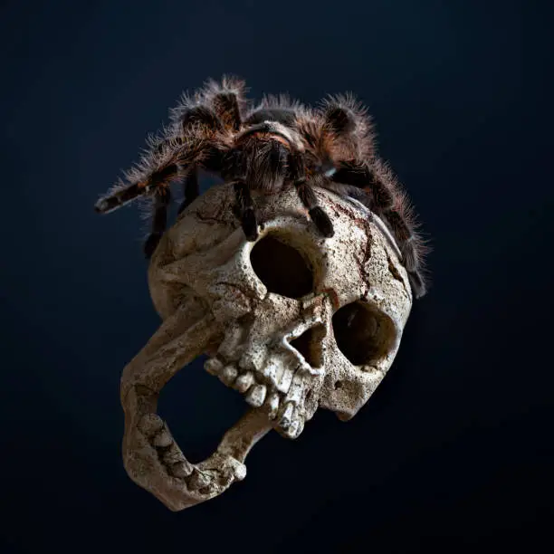 Honduran Curlyhair tarantula (Brachypelma albopilosum) crawled through the skull.