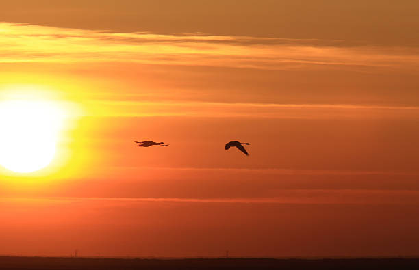 istock Swans in Flight at Sunset Saskatchewan 476994289