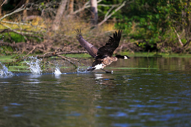 istock Canadian goose running on water 476994303