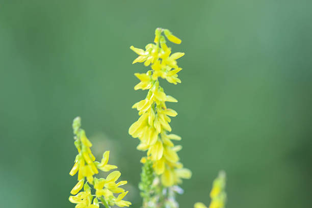Yellow Sweetclover in Kentucky