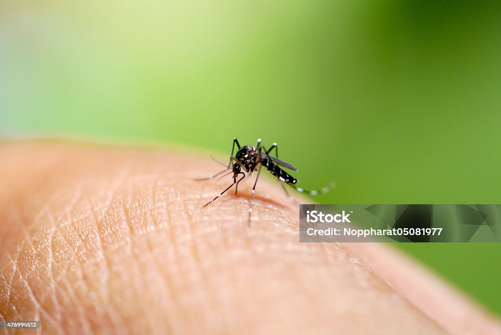 Aedes-Mücke Saugen Blut - Lizenzfrei Albopictus Stock-Foto