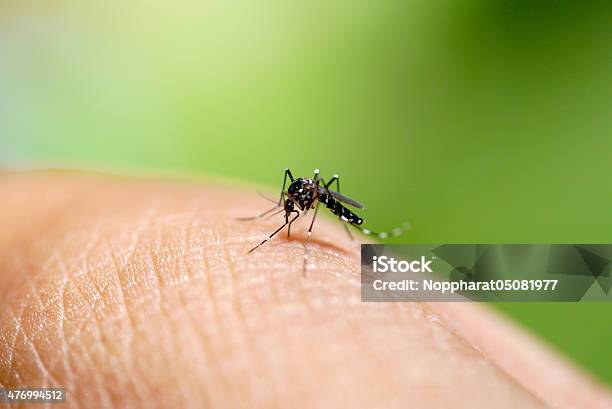 Aedes Mosquito Sucking Blood Stock Photo - Download Image Now - Mosquito, Asian Tiger Mosquito, Dengue Fever - Fever