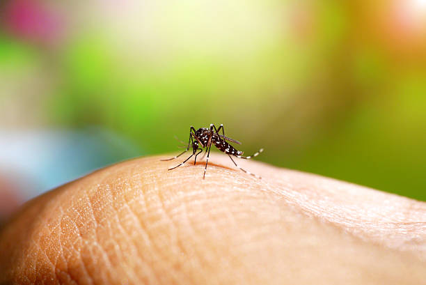 Aedes mosquito sucking blood Aedes mosquito sucking blood parasitic photos stock pictures, royalty-free photos & images