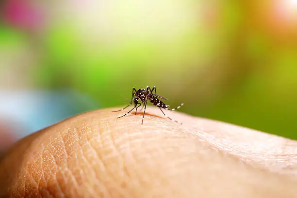 Photo of Aedes mosquito sucking blood