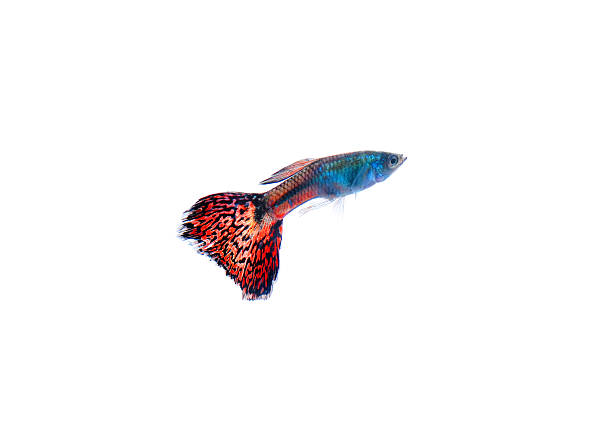 istock guppy pet fish swimming isolated 476995886