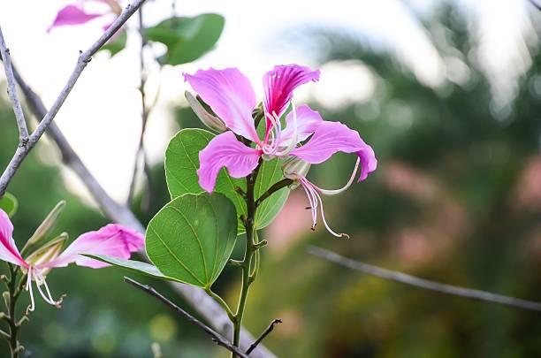 istock pink flowers on beautiful bokeh background 476995888
