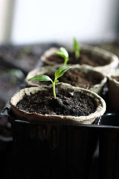 istock Garden growth indoor green plant 476996562