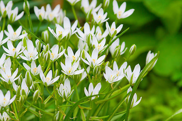 istock white flowers  in the garden 476996720