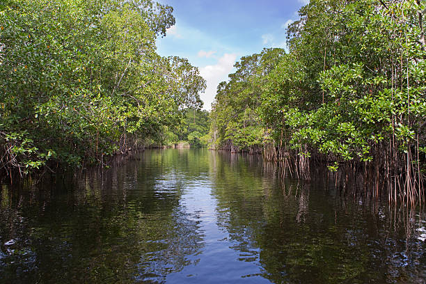 istock Tropical thickets mangrove forest on the Black river. Jamaica. 476996916