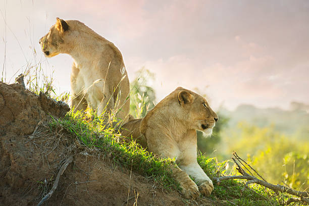 Lions in the Kruger National Park