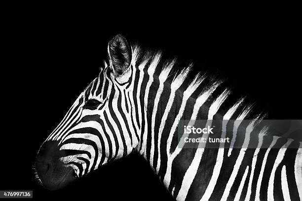 Black And White Zebra On Black Background Stock Photo - Download Image Now - Animal Themes, Zebra, Animal