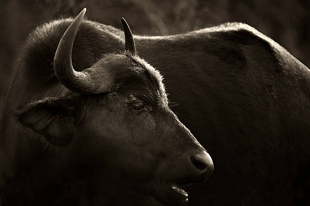 istock Buffalo in Kruger Wildlife Reserve 476997252