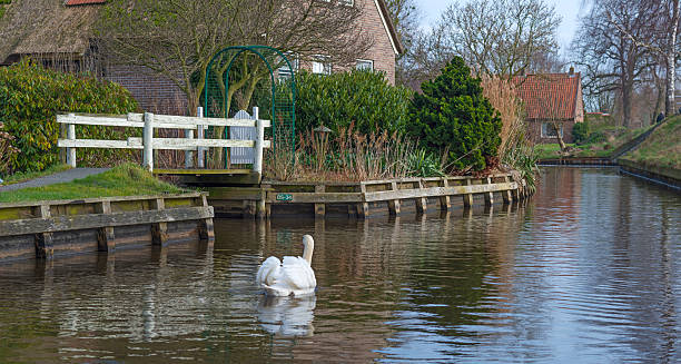 istock Swan swimming in a canal in winter 476998475