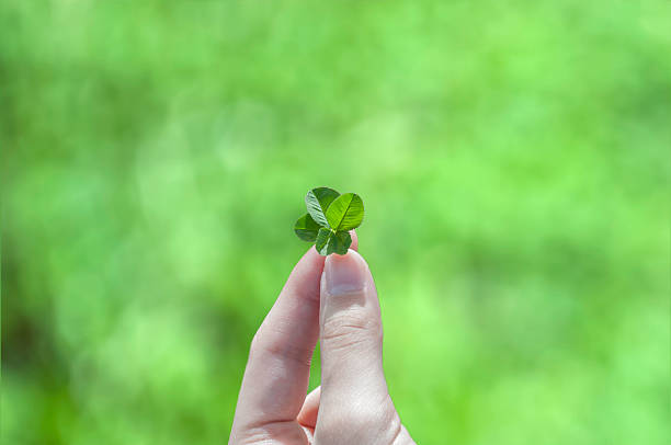 istock Four Leaf Clover Held by a Young Girl's Hand 476999735