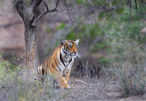 The Bengal tiger (Panthera tigris tigris), from the Tiger Reserve of India.