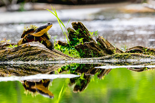 Blandings Turtle with duck weed on it shell sitting on a log warming it self