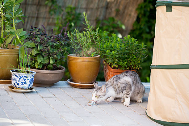 istock tabby cat sitting with mouse in her mouth 477004066
