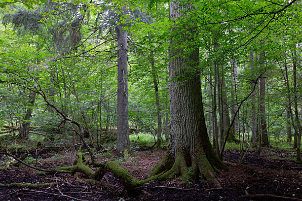 istock Primeval deciduous stand of Bialowieza Forest 477005066