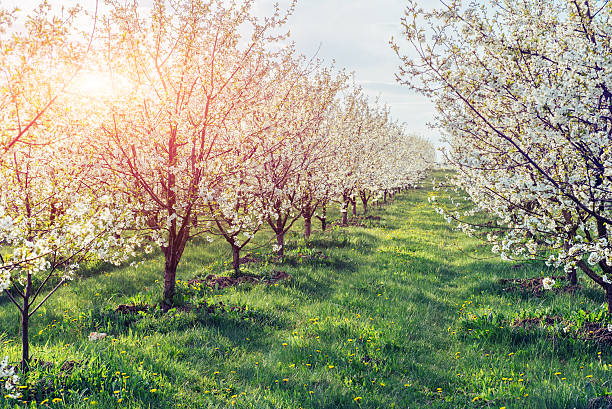 istock The sun breaks through the branches blossom trees. 477005402