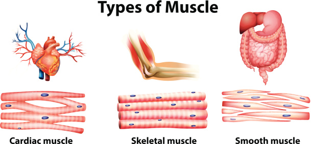 Types of muscle on a white background