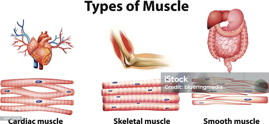 Types of muscle Types of muscle on a white background Skeletal Muscle stock vector