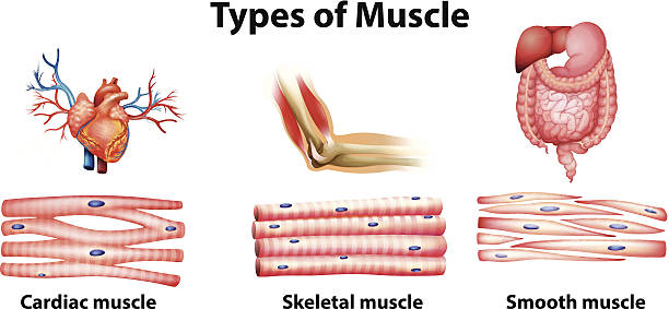 Types of muscle Types of muscle on a white background muscular contraction stock illustrations