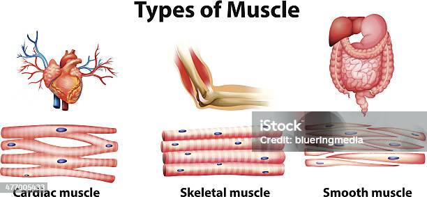 Types Of Muscle Stock Illustration - Download Image Now - Skeletal Muscle, Smooth Muscle, Anatomy
